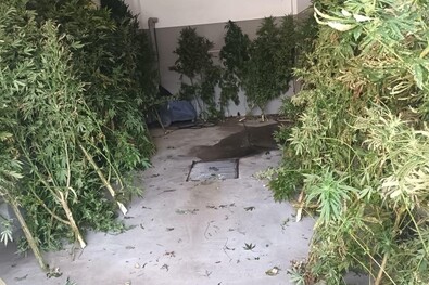Elítélték a cannabistermesztőket