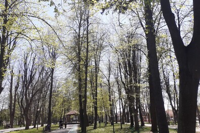 Eltűntek a varjak Kézdivásárhelyről