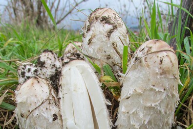 Gyapjas tintagomba – csak akkor ehető, amikor a lemezei ilyen fehérek. A szerző felvétele