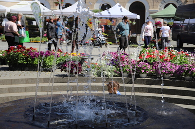 Virágvásár Sepsiszentgyörgyön. Fotó: Albert Levente