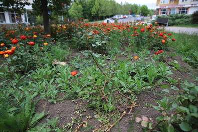 Ne taposs a rózsabokrokra! Albert Levente felvétele