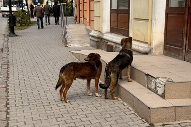 Befogják a kóbor kutyákat