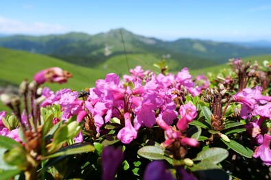  Rododendron vagy havasszépe a Csukás-hegységben. Fotó: Mózes László