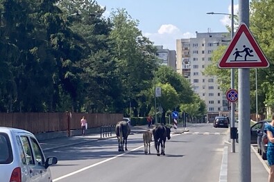 Lovak (Városjáró)