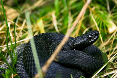 Fekete keresztes vipera. Fotó: Balog Gábor