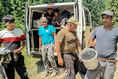Áfonyaszüretelő csapat a Rozsdásban. A szerző felvétele