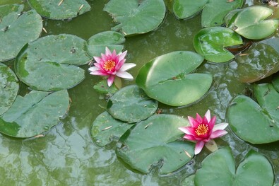  Tavirózsák. Fotó: Szekeres Attila