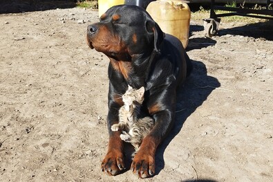 A nap fotója