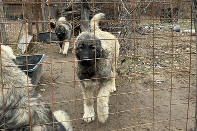 Juhászkutyák egy elkerített udvaron – nem a jámborságukért tartják őket. Fotó: Facebook / Ciobanesc Caucazian Romania Oficial