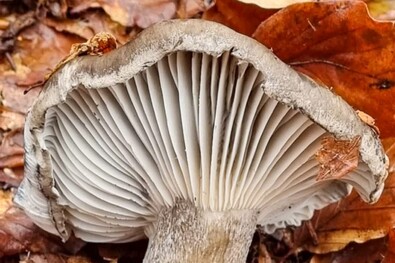 Tavaszkereső (A város gombái 44.)