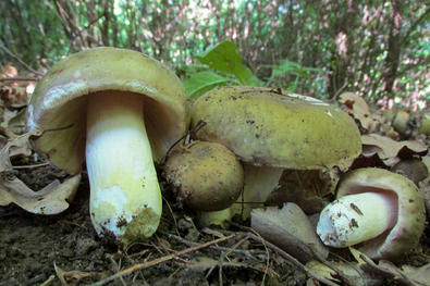 A naposabb, széltől védettebb erdős oldalakban már májusban megjelenik a szürkészöld galambgomba. A szerző felvétele