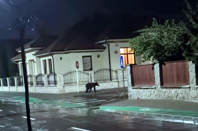 A Facebookon többek által megosztott felvétel: medve a Molnár Józsiás utcában. Olvasói felvétel