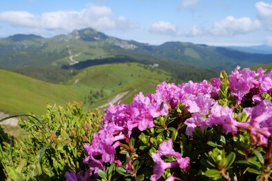 Hétvégi hegyi túrára csábít a havasszépe (rododendron).  Mózes László felvétele