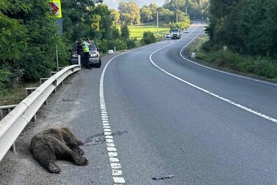 Elütöttek egy medvét
