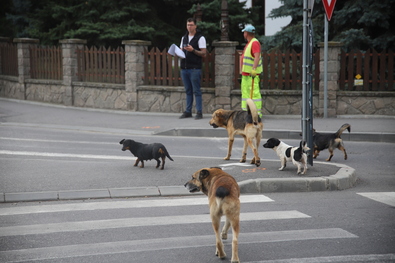 Felfüggesztett börtönbüntetésre ítélték az ebek gazdáját, hatalmas kártérítést rendeltek el (Farm utcai kutyatámadás)