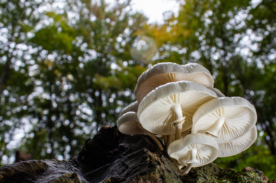 Elbűvölő „porceláncsokor”. A szerző felvétele