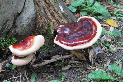 Fiatal pecsétviaszgombák a központi parkban. A szerző felvétele
