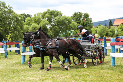 A huszonkettedik helyen zárt Hollandiában (Kettesfogat-hajtás,  világbajnokság)