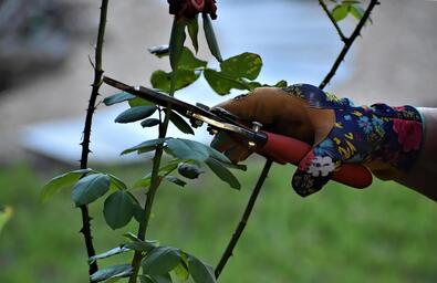 Nyári metszés fontossága /X/