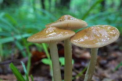 Nyálkás gyökeresfülőkék a Pap kútja közelében. A szerző felvétele