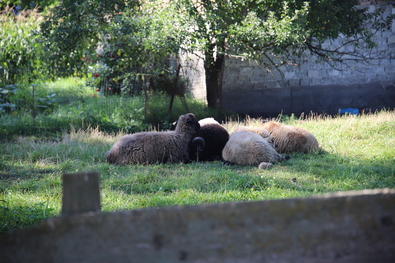 Déli pihenő. Fotó: Albert Levente
