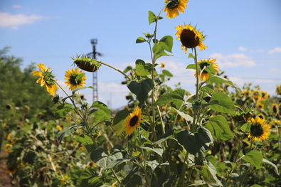 Napraforgók. Albert Levente felvétele 