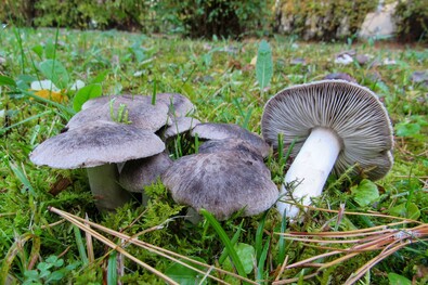 Fenyőpereszkék a Benedek Elek utcában. A szerző felvétele