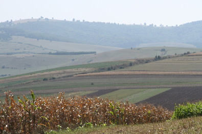 Minden igénylést kifizetnek (A  biztosítás  támogatása)