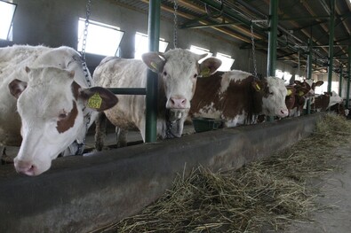 Megállás nélkül csökken  az unió állatállománya