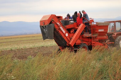 Krumpliszedők a dálnoki határban. Fotó: Albert Levente