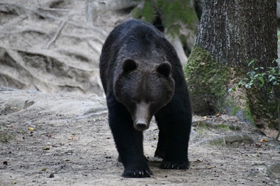 Képünk illusztráció. Fotó: Nagy D. István