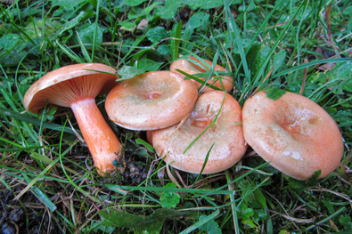 Lucfenyvesi rizikék a Hófehérke Óvoda udvarán 2020 októberében. A szerző felvétele