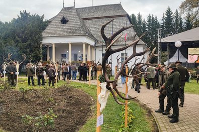 Szarvasagancsok a kastély udvarán. Fotó: Bodor János