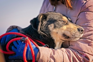 Gazdára vár a hároméves, emberekkel barátságos Ellie is. Fotó: Facebook / Sepsiszentgyörgyi Kóborkutya Menhely önkéntesei