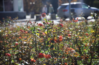 Ősz. Fotó: Albert Levente