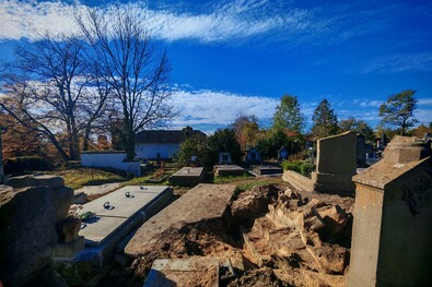 A gyökerek eltávolítása nem egyszerű dolog. A szerző felvétele