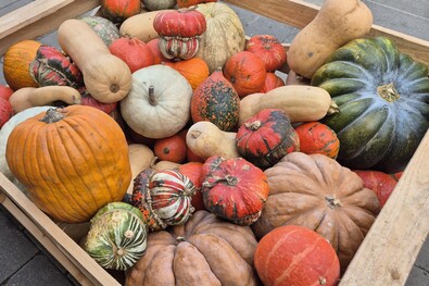 Tökök. Fotó: Szekeres Attila