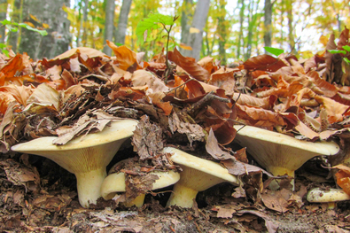 Novemberi hanyatlás (A  város  gombái  76.)