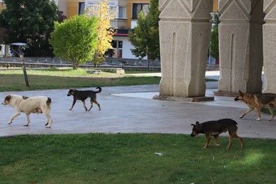 Harapós kutyát fogtak be