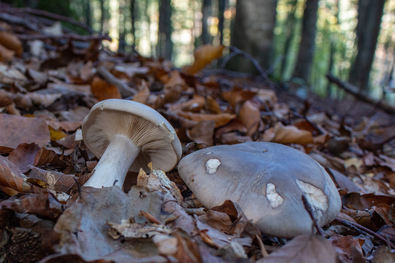 Novemberi hanyatlás (A város gombái 77.)