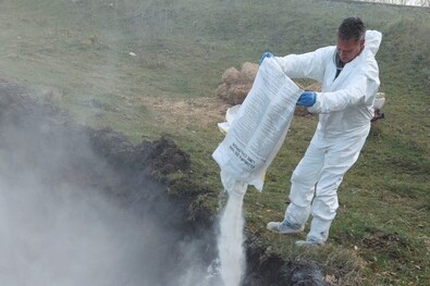 Klórmésszel hintik le elföldelés előtt a sertéstetemeket. A kórokozó a fertőzött állat húsával is terjed. Fotó: Réty község önkormányzata