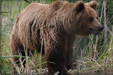 Én, a nyelvújító