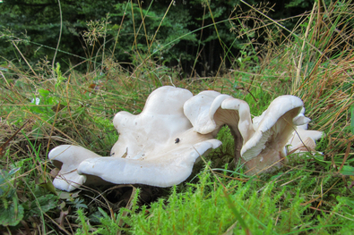 Novemberi hanyatlás (A  város  gombái  78.)