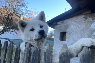 Házőrző. Fotó: Ferencz Csaba