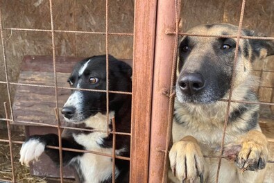 Menhelyi kutyák. Akit nem fogadnak örökbe, azt el kellene altatni a jelenlegi jogszabályok szerint. Fotó: Facebook / Kutyamenhely – Szépmező