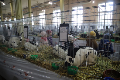 A laikusok számára is különleges élmény felkeresni a valóban sokszínű felhozatalú kiállítást. Fotók: Albert Levente