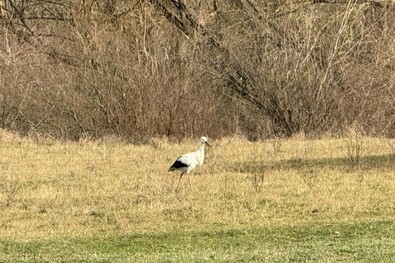 A szerző felvétele