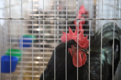 Kukori. Albert Levente felvétele