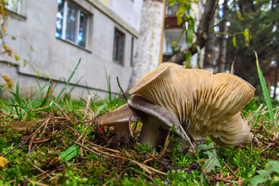 Sötét csoportos pereszkék a tömbház tövében. A szerző felvétele