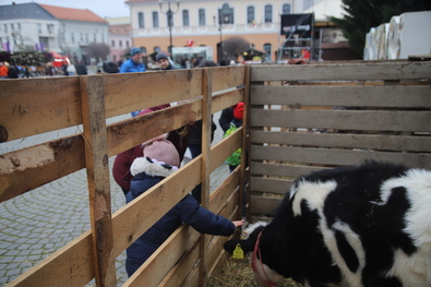 Bocisimogató. Fotó: Albert Levente